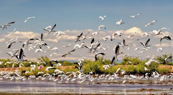 Isla de los Pájaros
