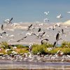 Isla de los Pájaros